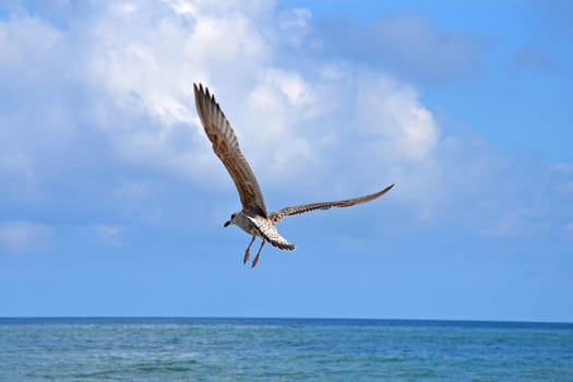 Seagulls on the coast