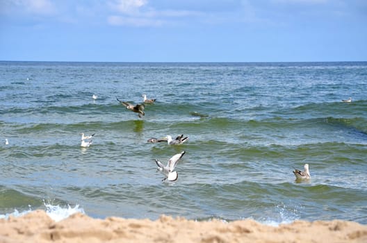 Seagulls on the coast