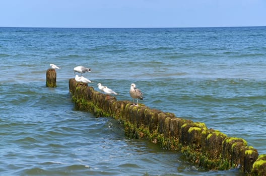 Seagulls on the coast