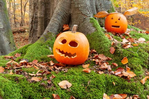 Scary halloween pumpkins with cutout faces, set in the forests in autumn