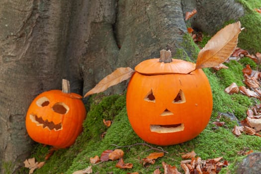 Two pumpkins with halloween faces, sat by a tree in the forests in autumn
