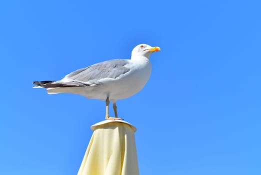 Herring gull on the baltic sea