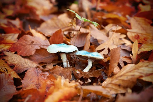 Mushroom toadstool in the yellow leaves. Macro shot