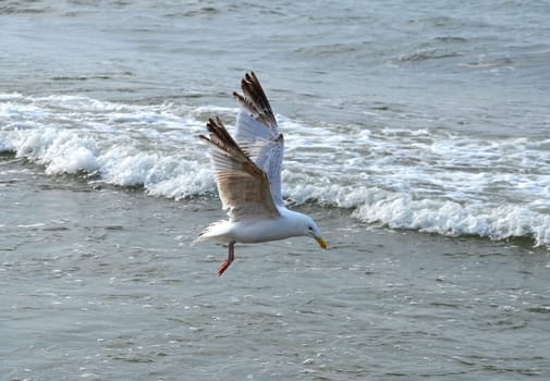 Seagull on the sand beach