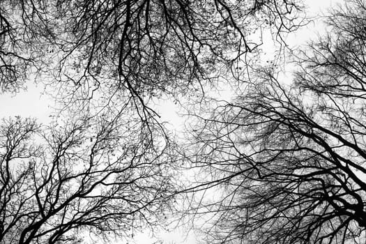 Bare branches without leaves in forest are on white sky background at wintertime, bottom view.