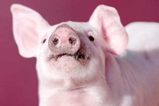 Snout of young pig on pink background, close-up photo.