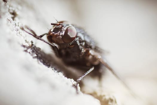 Macro photo of domestic fly insect.