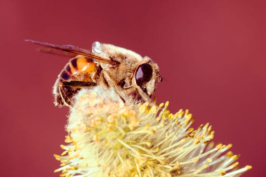 The honey bee insect is on yellow flower on red background, pollination and springtime concept.