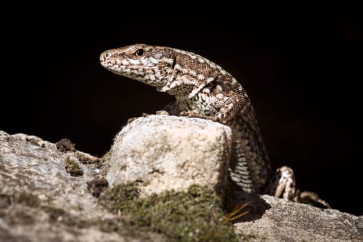 The curious lizard is hiding and standing on rock on black background.