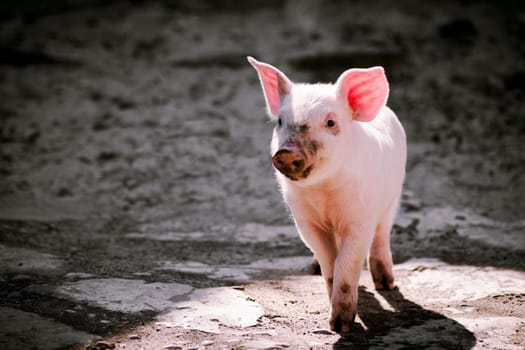The dirty cute little pig is standing alone on gray shadow background.