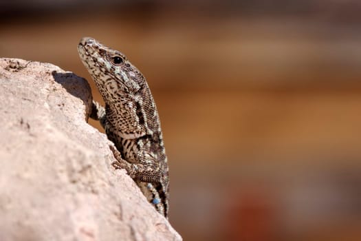 The curious lizard is hiding and standing on rock on brown background.