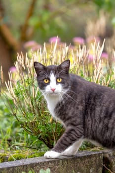 Cat with yellow eyes looks directly at the camera. Against a green background