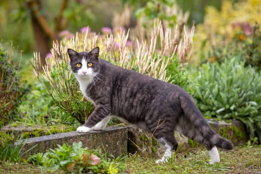Cat with yellow eyes looks directly at the camera. Against a green background