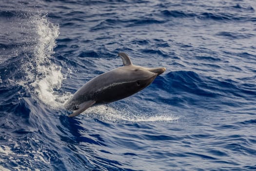 dolphin swimming in Atlantic Ocean near the coast of Tenereife. Spain