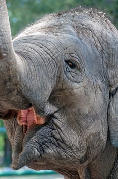 Close up image of an elephant face.