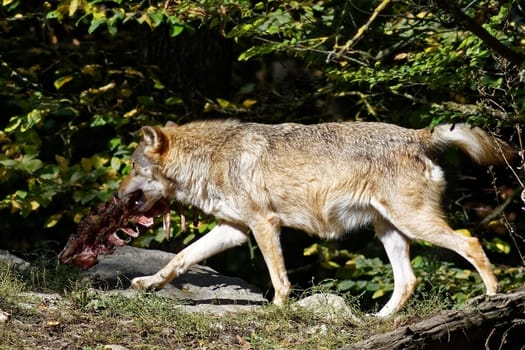 Timber Wolf