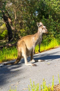 Kangaroo ,Walpole ,Australia .