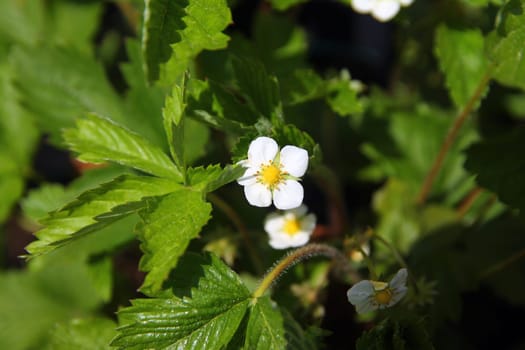 Strawberry spring flower with leaves
