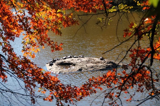 Fall and foliage in Central Park