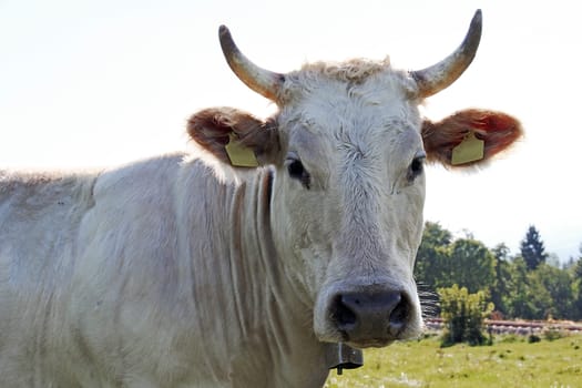 A young white Charolais cattle with horns and bell. A young white cow