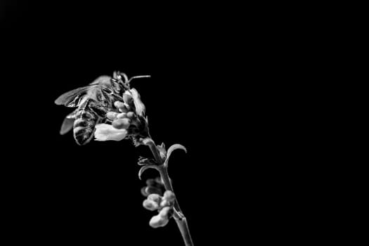 The insect is sitting and collecting on a blossom at the left side of the picture. Black and white, isolated on black with copyspace.