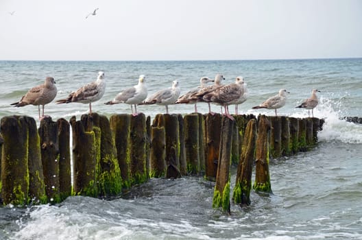 seagull on the beach