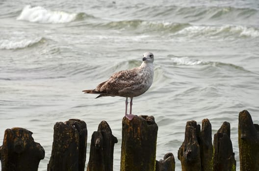 seagull on the beach
