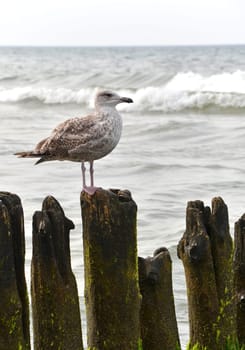 seagull on the beach
