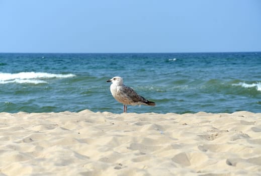 seagull on the beach