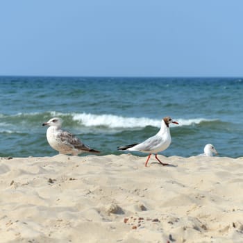 seagull on the beach