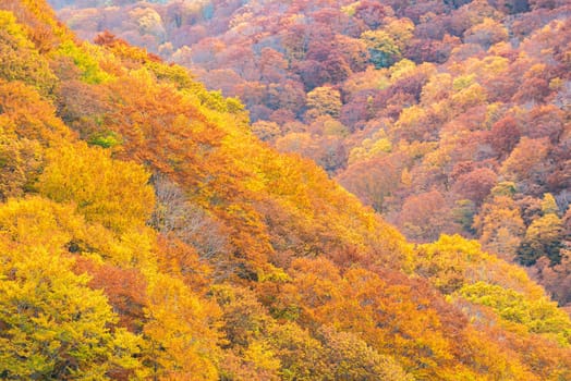 Autumn Fall Landscape of Forest and woods around Jogakura Ohashi Bridge in Aomori Tohoku Japan