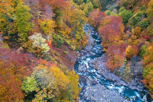 Aerial view of leaf autumn fall season of Forest wodland and river in Akita Tohoku Japan