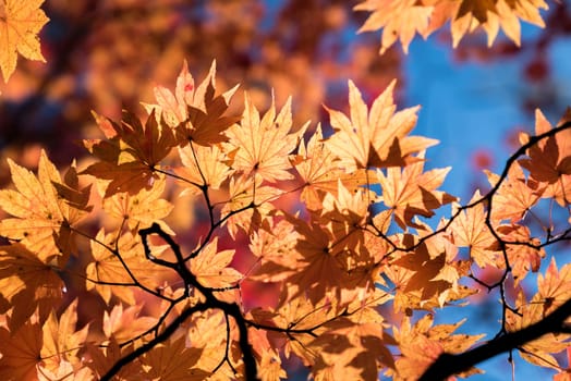 Red leave of maple tree for autumn fall background