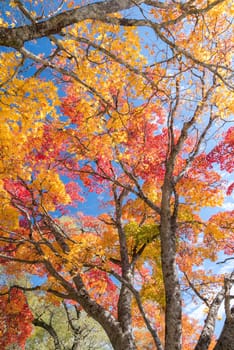 Red leave of maple tree for autumn fall background