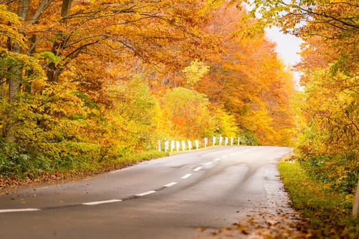 Rural Road through Autumn Fall woodland forest in Aomori Tohoku Japan