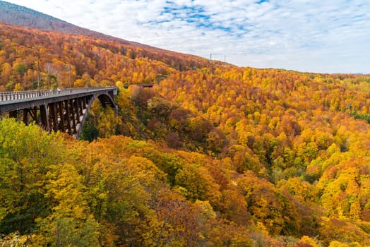 Autumn Fall Landscape of Forest and woods with Jogakura Ohashi Bridge in Aomori Tohoku Japan