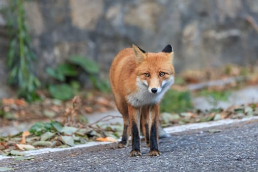 european red fox (vulpes vulpes) in Fagaras Mountains, Romania