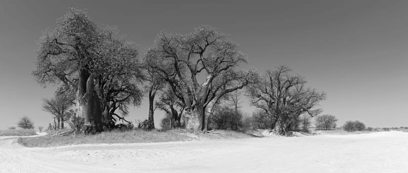 Baines baobab from Nxai Pan National Park Botswana in black and white