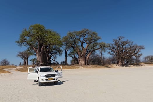 parked car in front of the baines baobab in nxai pan national park botswana