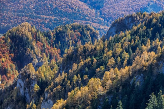 autumn forest in the Ciucas Mountains, Romania