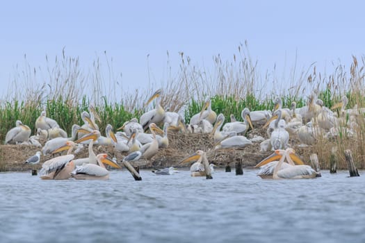 white pelicans (pelecanus onocrotalus) in Danube Delta, Romania