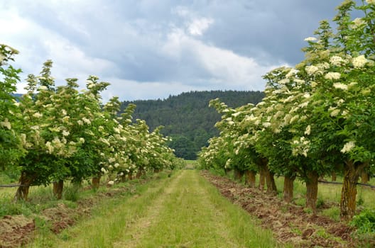 elderflower harvest