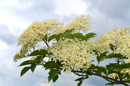 elderflower harvest