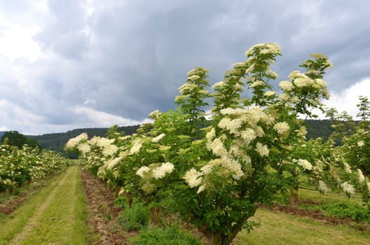 elderflower harvest