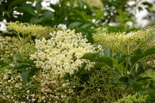 elderflower harvest