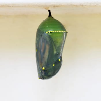 Monarch chrysalis with wings visible, close to emerging