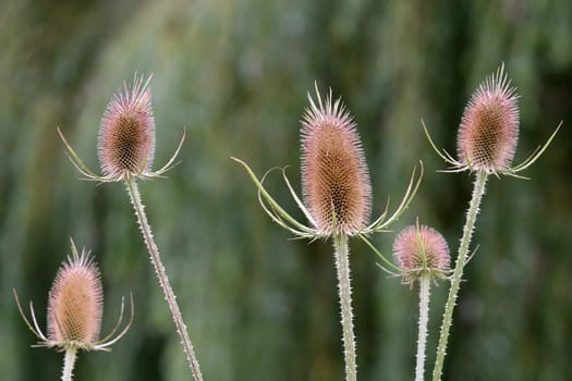 Ripe inflorescences of the wild card Dipsacus fullonum