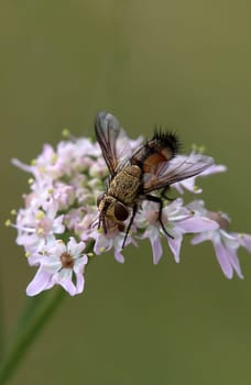 Macro image of the caterpillar fly Frontina laeta