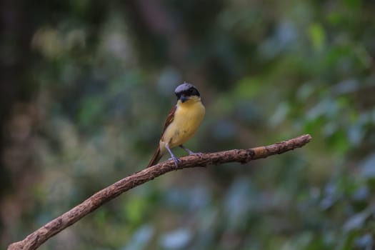 Tiger Shrike (Lanius tigrinus) standing on a branch in nature