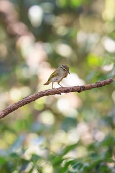 Yellow-browed Warbler (Phylloscopus inornatus) on the branch in nature